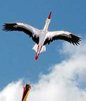 stork10